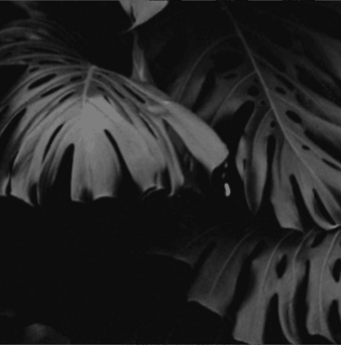 Tribal Monstera Leaf